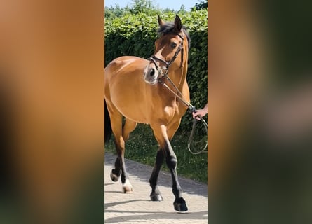 Bayerisches Warmblut, Stute, 14 Jahre, 168 cm, Brauner