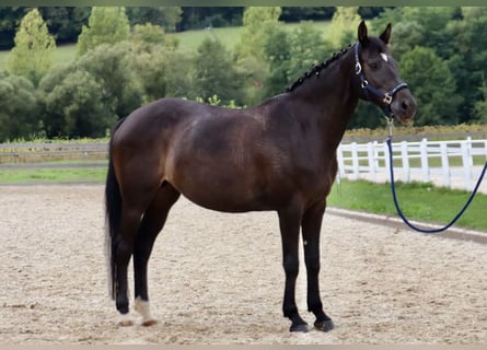 Bayerisches Warmblut, Stute, 15 Jahre, 165 cm, Dunkelbrauner