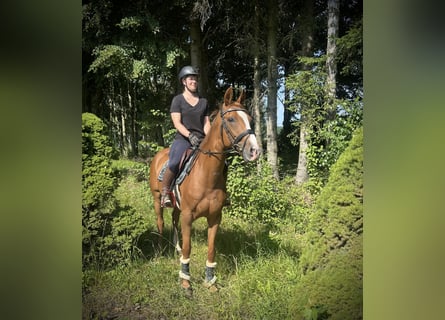 Bayerisches Warmblut, Stute, 16 Jahre, 164 cm, Fuchs