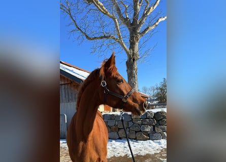 Bayerisches Warmblut, Stute, 16 Jahre, 165 cm, Fuchs