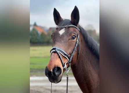 Bayerisches Warmblut, Stute, 16 Jahre, 167 cm, Brauner