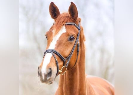 Bayerisches Warmblut, Stute, 17 Jahre, 178 cm, Fuchs