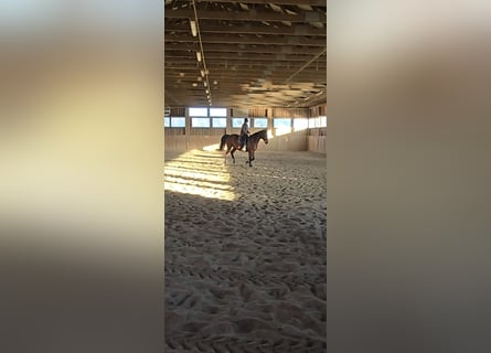 Bayerisches Warmblut, Stute, 20 Jahre, 168 cm, Brauner