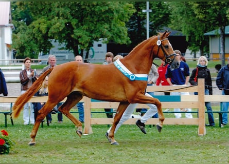 Bayerisches Warmblut, Stute, 21 Jahre, 166 cm, Fuchs
