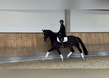 Bayerisches Warmblut, Stute, 3 Jahre, 167 cm, Brauner