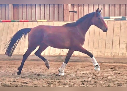 Bayerisches Warmblut, Stute, 3 Jahre, 169 cm, Brauner