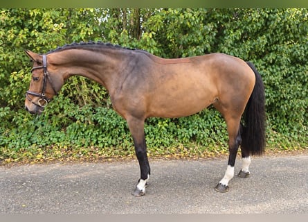 Bayerisches Warmblut, Stute, 4 Jahre, 163 cm, Brauner
