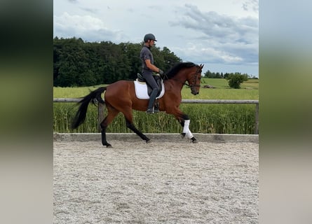 Bayerisches Warmblut, Stute, 4 Jahre, 166 cm, Brauner