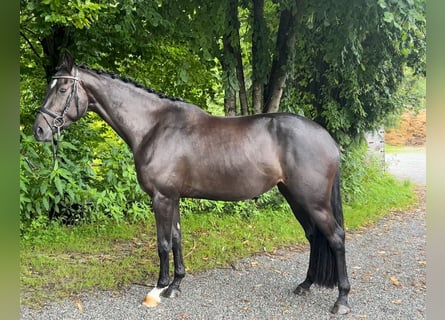 Bayerisches Warmblut, Stute, 4 Jahre, 168 cm, Rappe