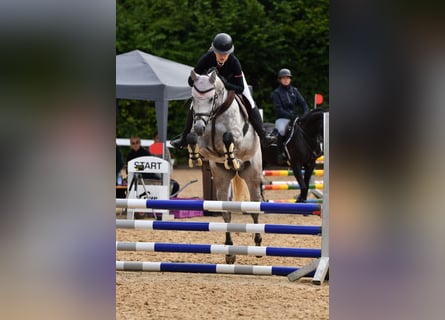 Bayerisches Warmblut, Stute, 5 Jahre, 164 cm, Apfelschimmel