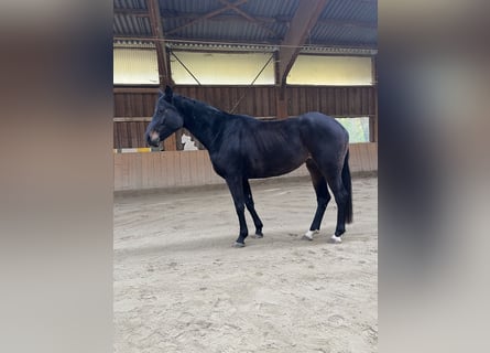 Bayerisches Warmblut, Stute, 5 Jahre, 165 cm, Schwarzbrauner