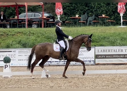Bayerisches Warmblut, Stute, 5 Jahre, 170 cm, Dunkelfuchs