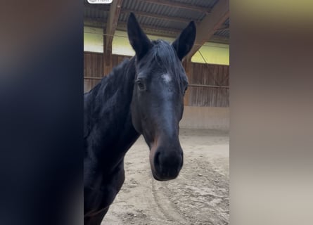Bayerisches Warmblut, Stute, 5 Jahre, 170 cm, Schwarzbrauner