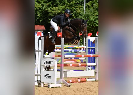 Bayerisches Warmblut, Stute, 6 Jahre, 163 cm, Brauner