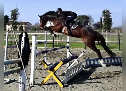 Bayerisches Warmblut, Stute, 9 Jahre, 170 cm, Brauner