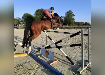 Bayerisches Warmblut, Stute, 9 Jahre, 170 cm, Brauner