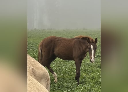 Bayerisches Warmblut, Stute, Fohlen (05/2025), 170 cm, Dunkelfuchs