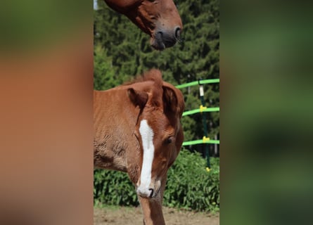 Bayerisches Warmblut, Stute, , 170 cm, Fuchs