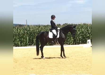 Bayerisches Warmblut, Wallach, 10 Jahre, 172 cm, Dunkelbrauner