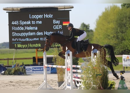 Bayerisches Warmblut, Wallach, 12 Jahre, 170 cm, Brauner