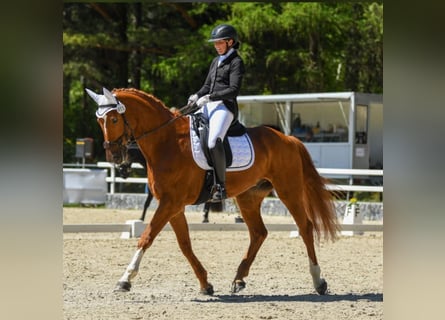 Bayerisches Warmblut, Wallach, 12 Jahre, 170 cm, Fuchs