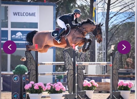 Bayerisches Warmblut, Wallach, 13 Jahre, 168 cm, Brauner