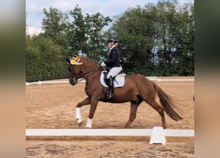 Bayerisches Warmblut, Wallach, 14 Jahre, 168 cm, Dunkelfuchs