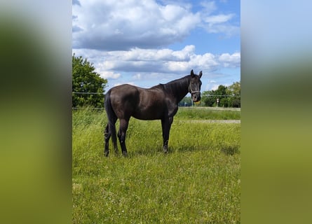 Bayerisches Warmblut, Wallach, 14 Jahre, 178 cm, Rappe