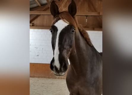 Bayerisches Warmblut, Wallach, 14 Jahre, 182 cm, Dunkelfuchs