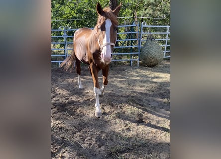 Bayerisches Warmblut, Wallach, 19 Jahre, Fuchs