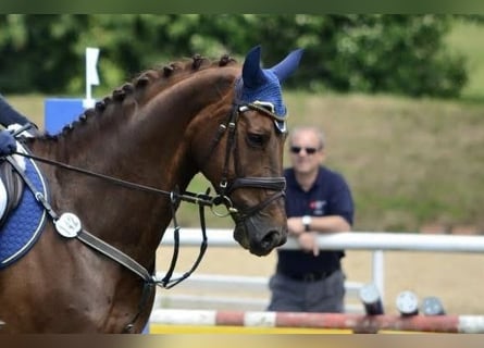 Bayerisches Warmblut, Wallach, 21 Jahre, Fuchs