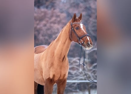 Bayerisches Warmblut, Wallach, 24 Jahre, Fuchs