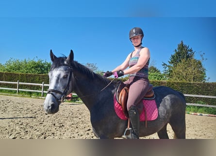 Bayerisches Warmblut, Wallach, 3 Jahre, 165 cm, Schimmel