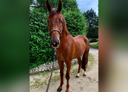 Bayerisches Warmblut, Wallach, 3 Jahre, 170 cm, Fuchs