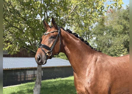 Bayerisches Warmblut, Wallach, 3 Jahre, 171 cm, Brauner