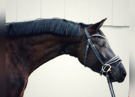 Bayerisches Warmblut, Wallach, 4 Jahre, 161 cm, Schwarzbrauner