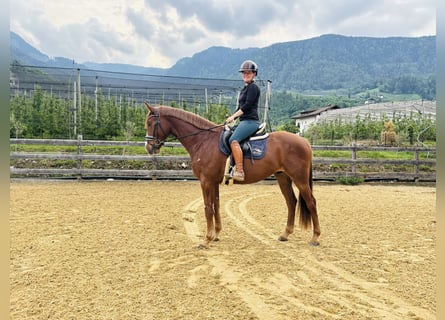 Bayerisches Warmblut, Wallach, 4 Jahre, 164 cm, Fuchs