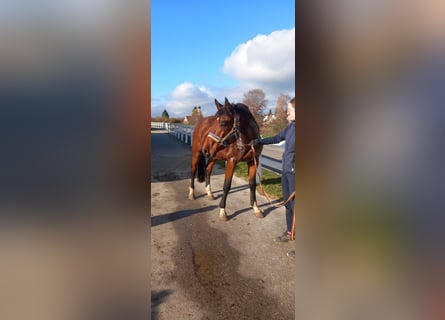 Bayerisches Warmblut, Wallach, 4 Jahre, 165 cm, Brauner