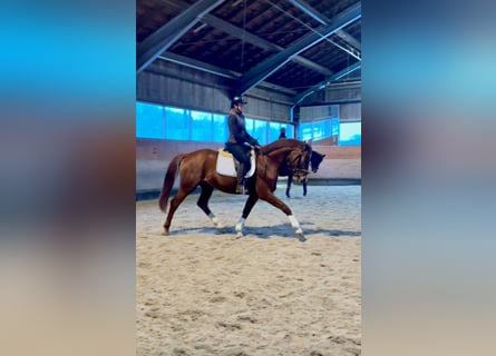 Bayerisches Warmblut, Wallach, 4 Jahre, 166 cm, Fuchs