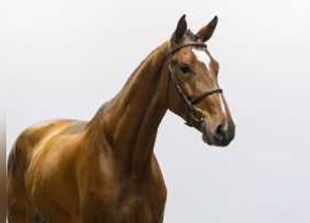 Bayerisches Warmblut, Wallach, 4 Jahre, 175 cm, Brauner