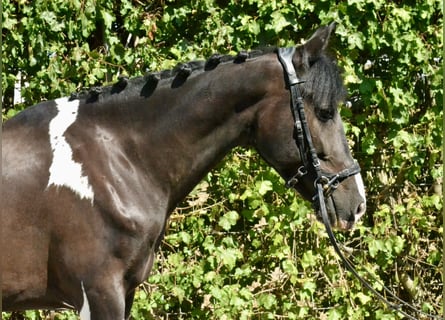Bayerisches Warmblut, Wallach, 6 Jahre, 155 cm, Schecke