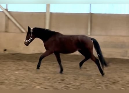 Bayerisches Warmblut, Wallach, 6 Jahre, 168 cm, Brauner