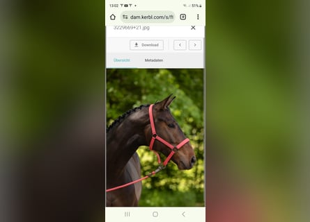 Bayerisches Warmblut, Wallach, 6 Jahre, 170 cm, Schwarzbrauner