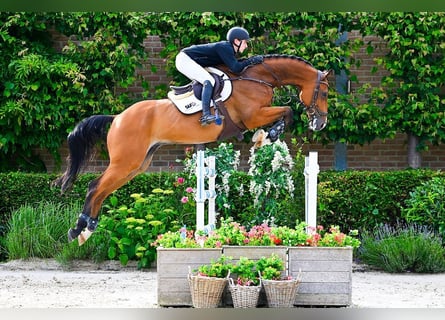 Bayerisches Warmblut, Wallach, 7 Jahre, 178 cm, Brauner