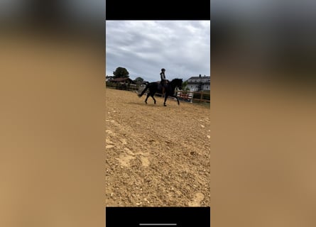 Bayerisches Warmblut, Wallach, 8 Jahre, 170 cm, Schwarzbrauner