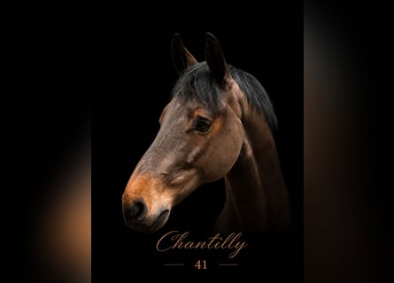 Bayerisches Warmblut, Wallach, 9 Jahre, 168 cm, Brauner