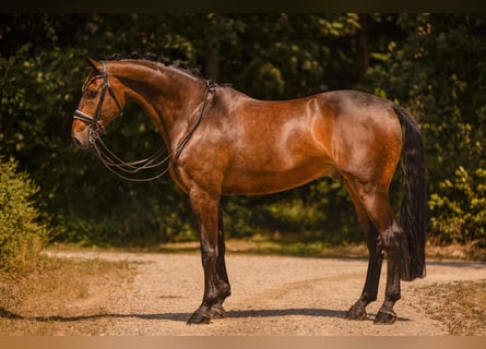 Bayerisches Warmblut, Wallach, 9 Jahre, 176 cm, Brauner