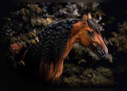 Mustang (amerikaans), Hengst, 16 Jaar, 155 cm, Falbe