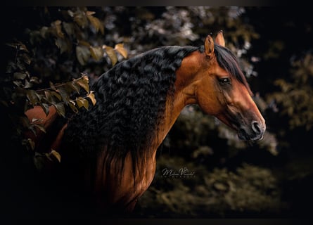 Mustang, Ogier, 15 lat, 155 cm, Bułana