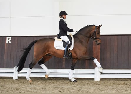 Hannoveraan, Hengst, 7 Jaar, 168 cm, Bruin